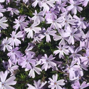 Meet your Posher, Mary scott